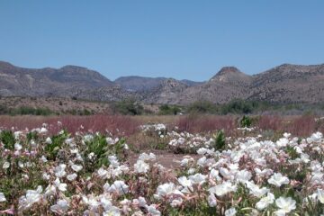Field of primrose