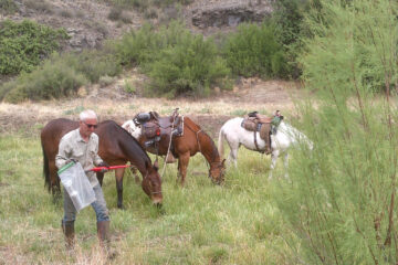 Horses working on tamarisk eradication